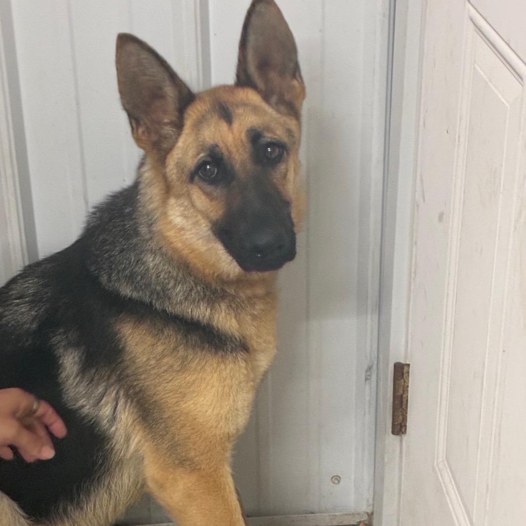Daisy, Adoptable, Adult Female German Shepherd Dog.