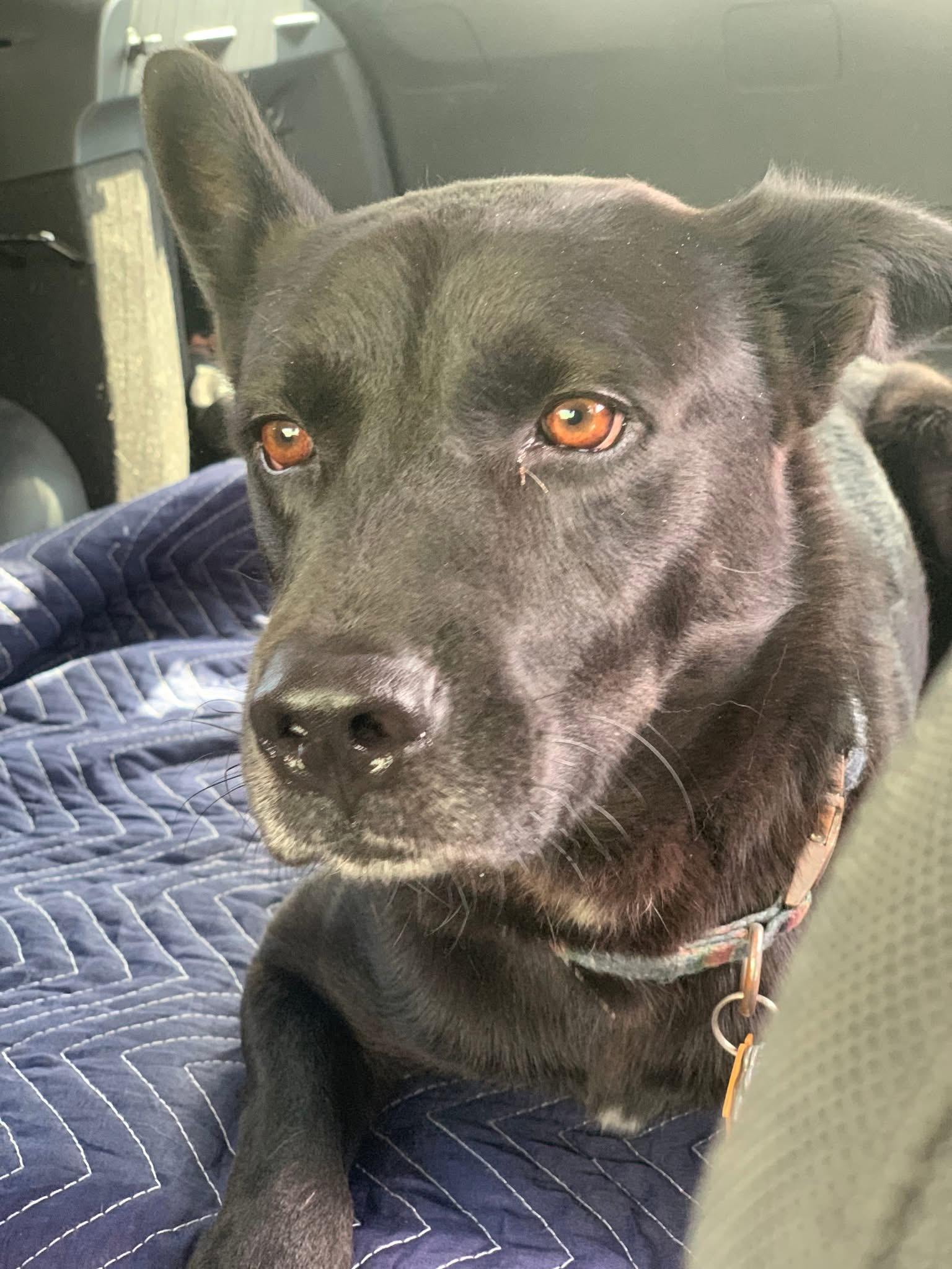 Enlarge Alejandro , a Adoptable mixed breed in Whitestone, NY image 1/5