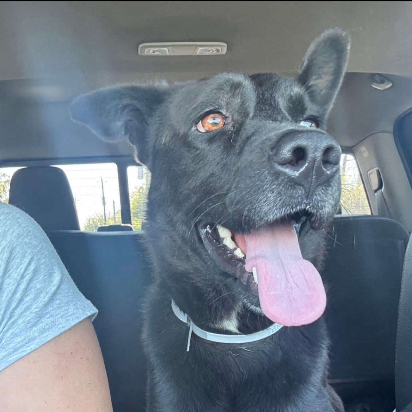 Enlarge Alejandro , a Adoptable mixed breed in Whitestone, NY image 2/5