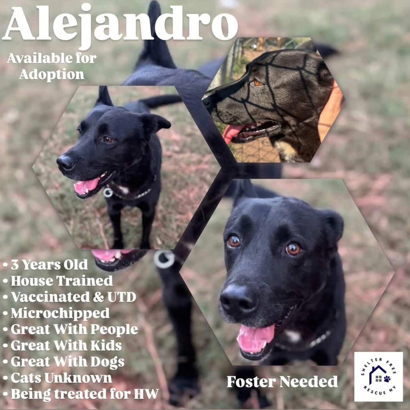 Enlarge Alejandro , a Adoptable mixed breed in Whitestone, NY image 4/5