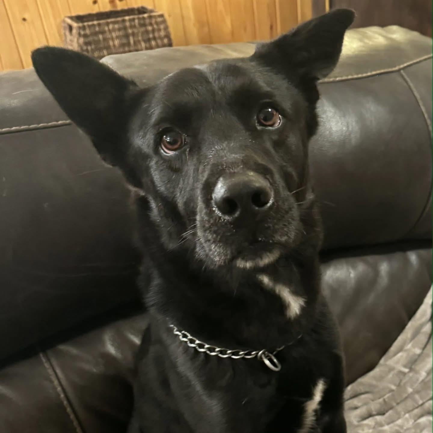 Enlarge Alejandro , a Adoptable mixed breed in Whitestone, NY image 5/5