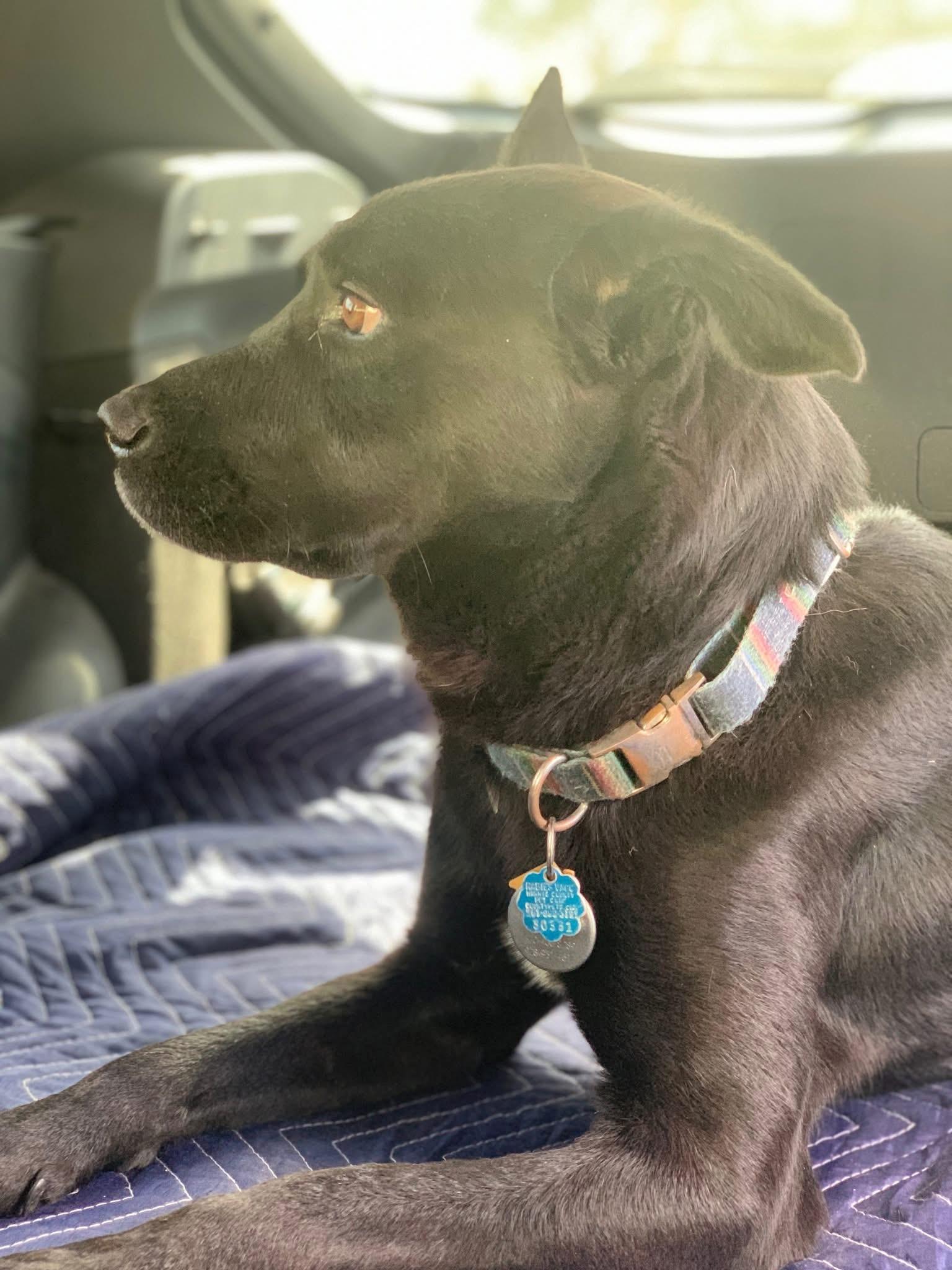 Enlarge Alejandro , a Adoptable mixed breed in Whitestone, NY image 3/5