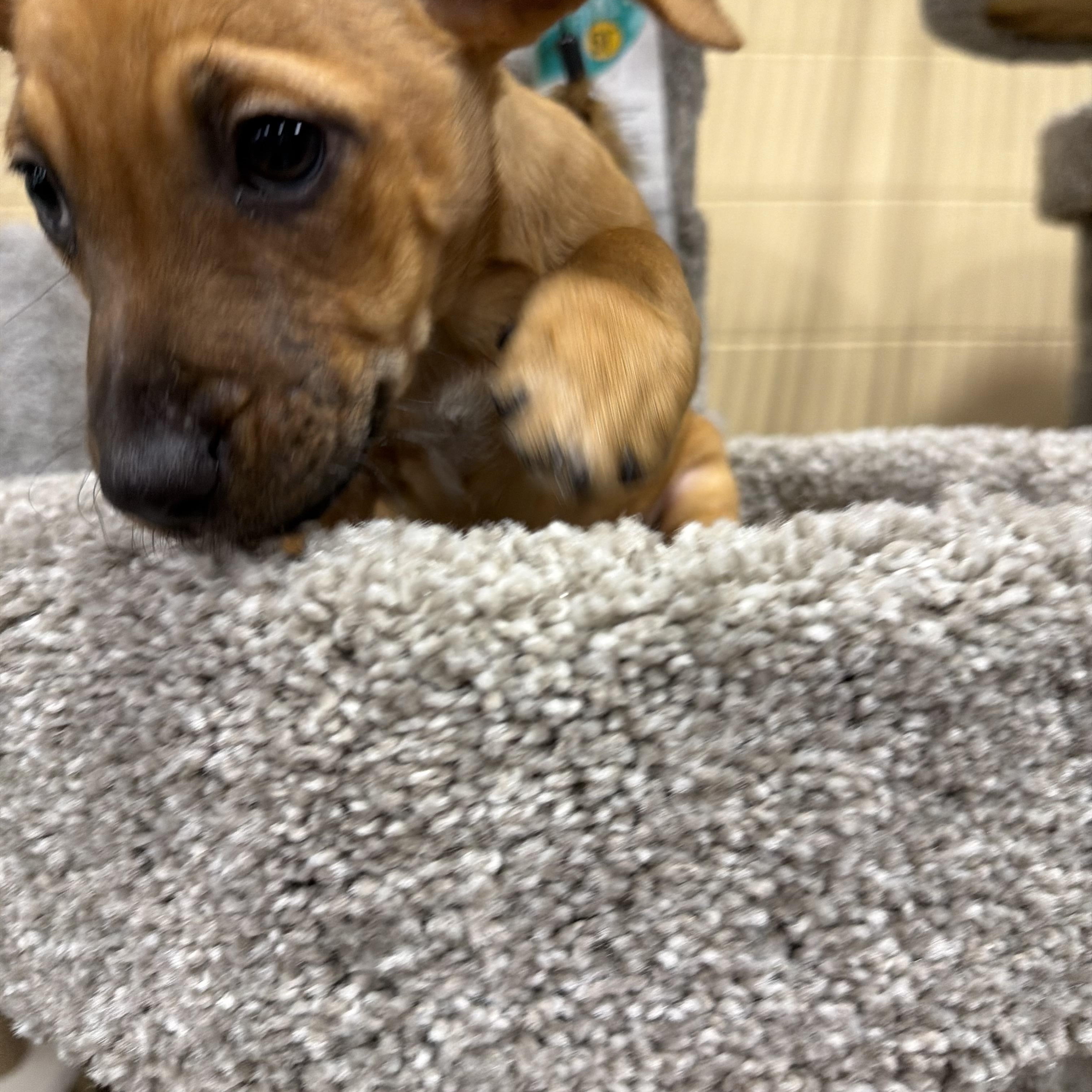Enlarge Meeko, a Adoptable mixed breed in Eugene, OR image 2/5