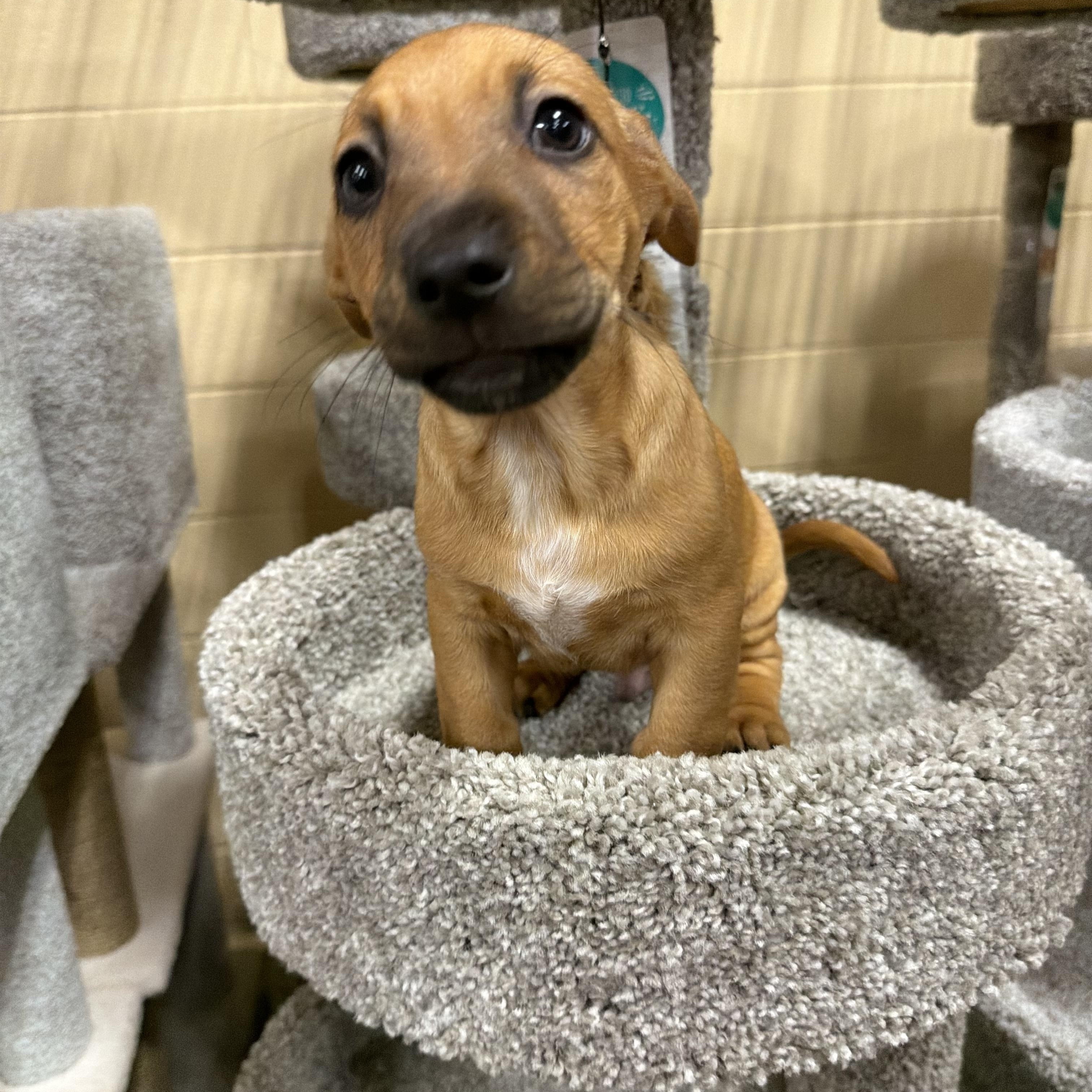 Enlarge Meeko, a Adoptable mixed breed in Eugene, OR image 3/5
