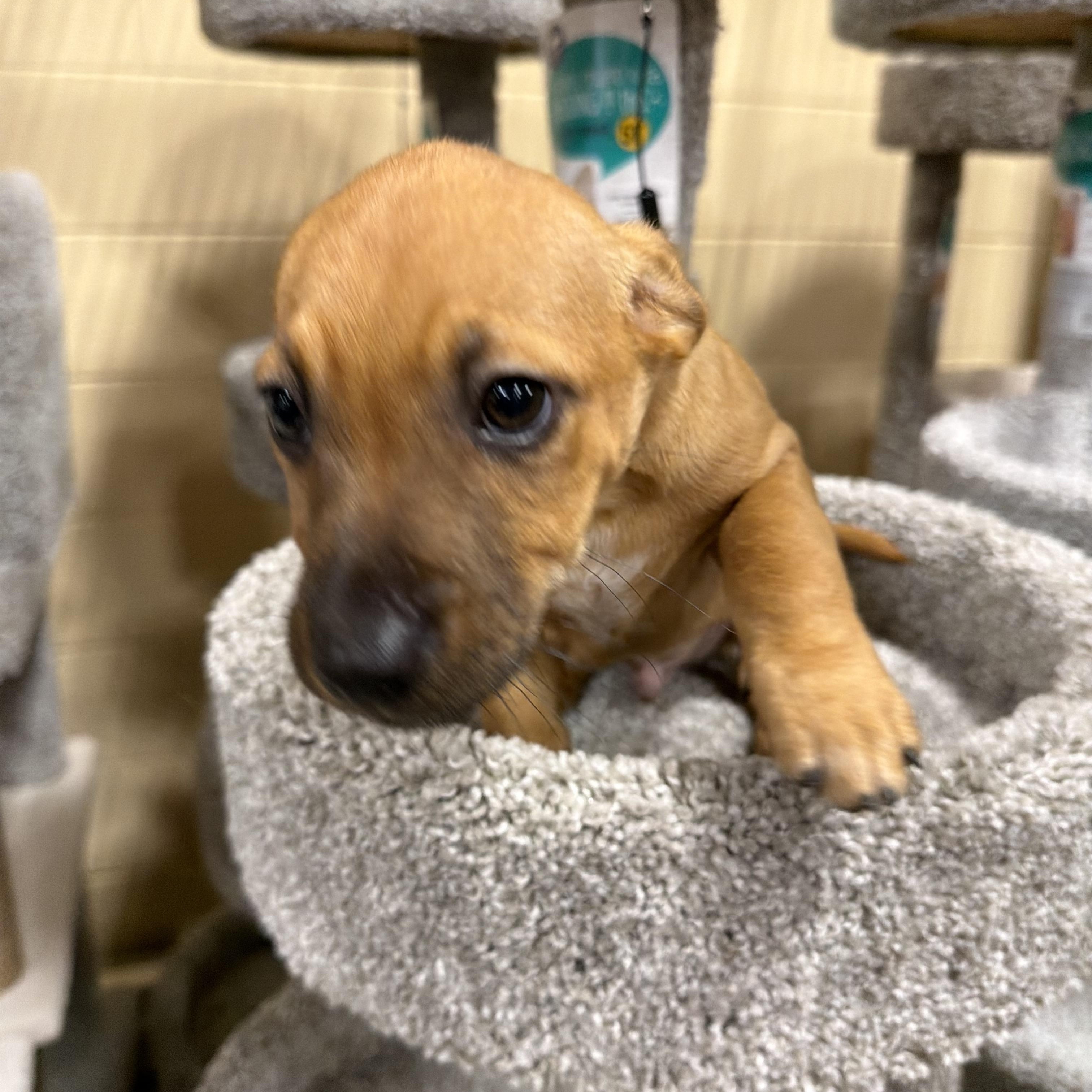 Enlarge Meeko, a Adoptable mixed breed in Eugene, OR image 4/5