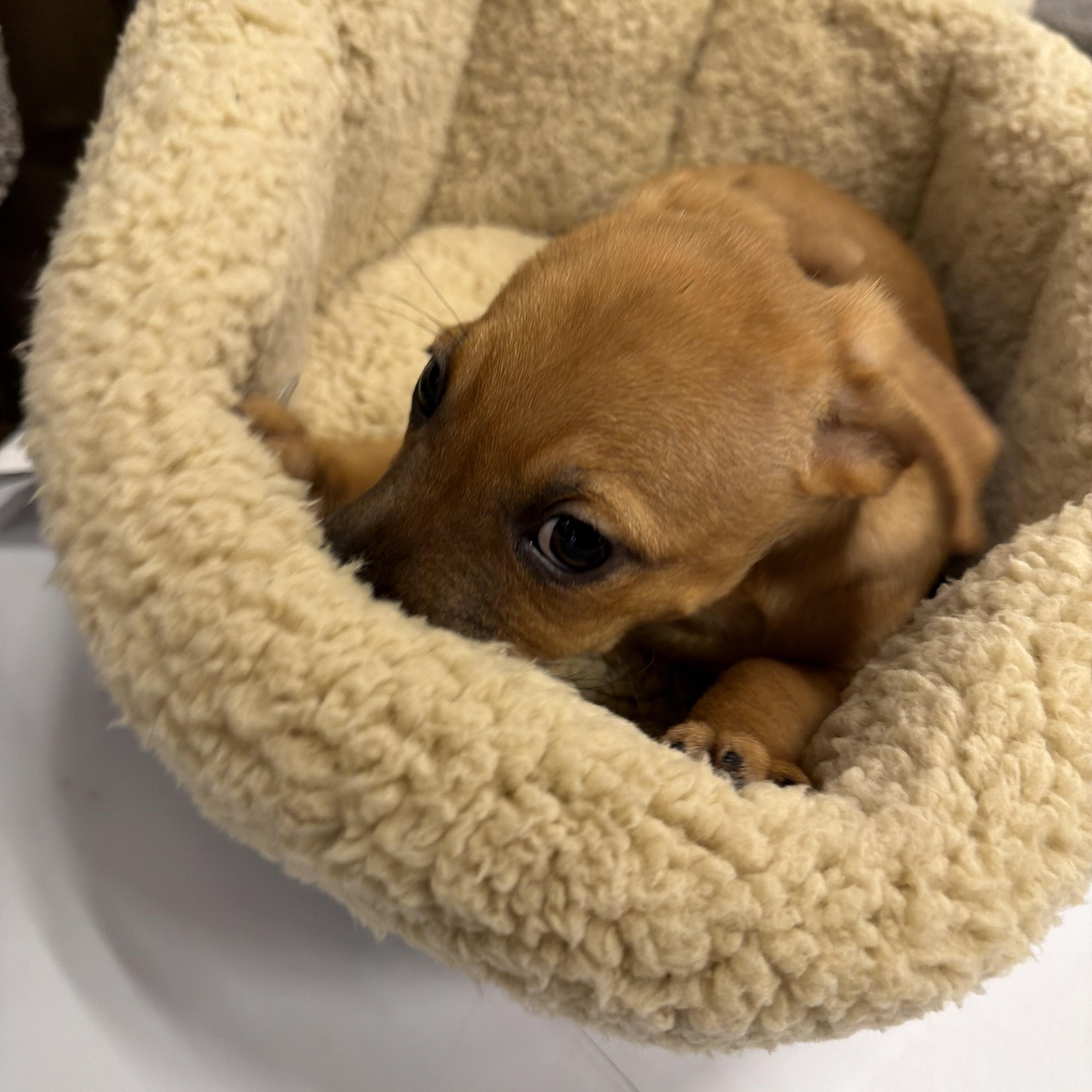 Enlarge Meeko, a Adoptable mixed breed in Eugene, OR image 5/5