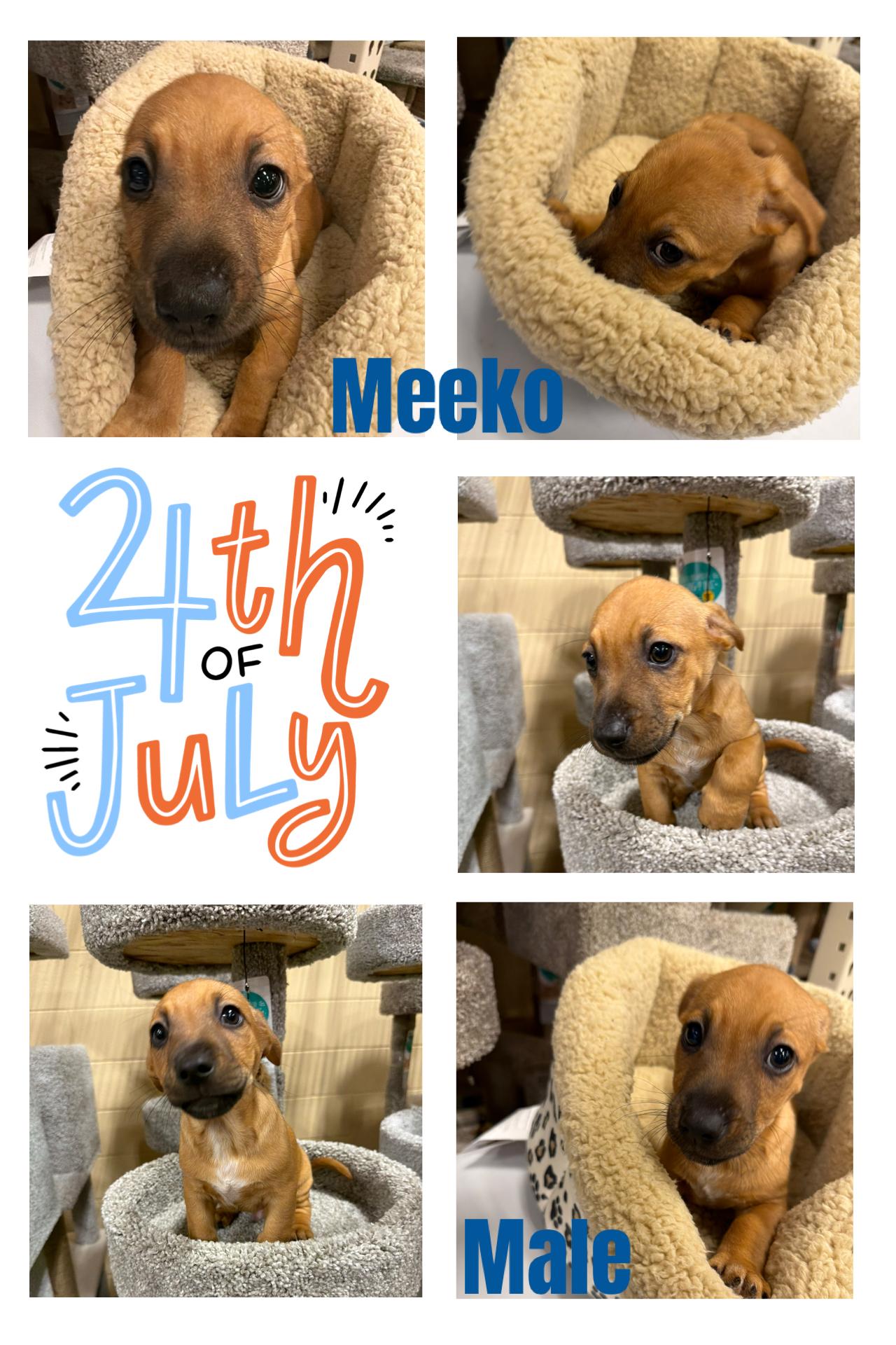 Meeko, Adoptable, Puppy Male Cattle Dog.