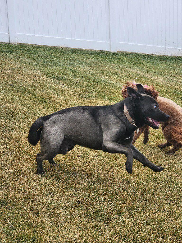 Enlarge Smokey, a ADOPTABLE Mixed Breed in Polson, MT image 3/3