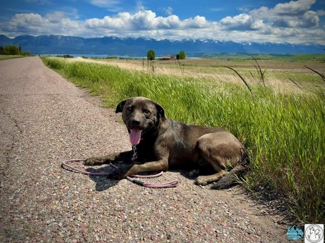 Enlarge Smokey, a ADOPTABLE Mixed Breed in Polson, MT image 4/4