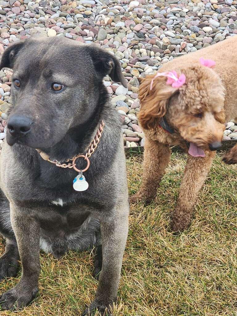 Enlarge Smokey, a ADOPTABLE Mixed Breed in Polson, MT image 2/3