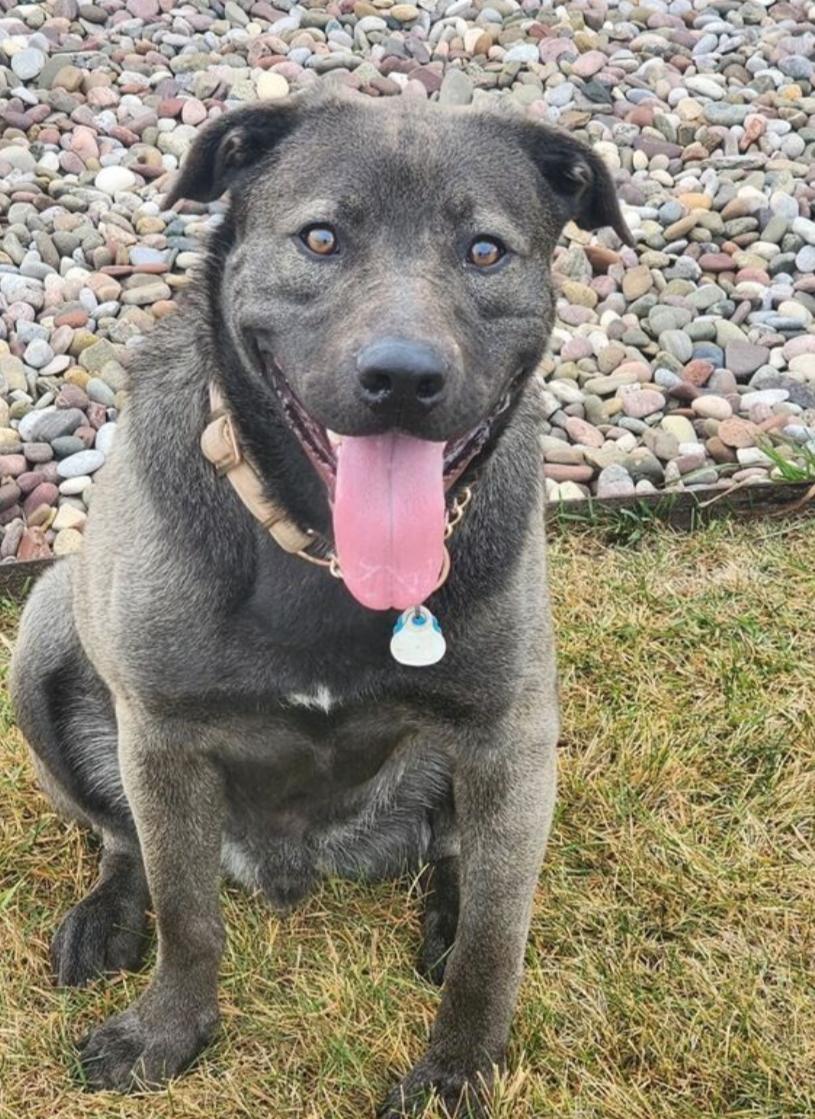 Enlarge Smokey, a ADOPTABLE Mixed Breed in Polson, MT image 1/3