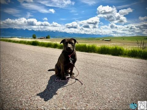 Enlarge Smokey, a ADOPTABLE Mixed Breed in Polson, MT image 3/4