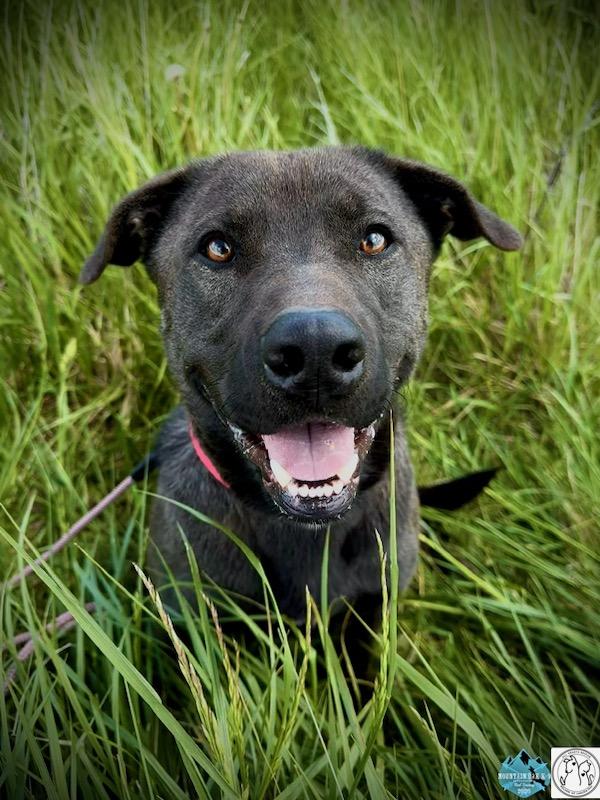 Smokey, ADOPTABLE, Young Male Mixed Breed.