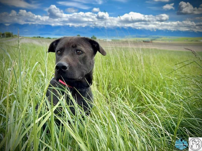 Enlarge Smokey, a ADOPTABLE Mixed Breed in Polson, MT image 2/4