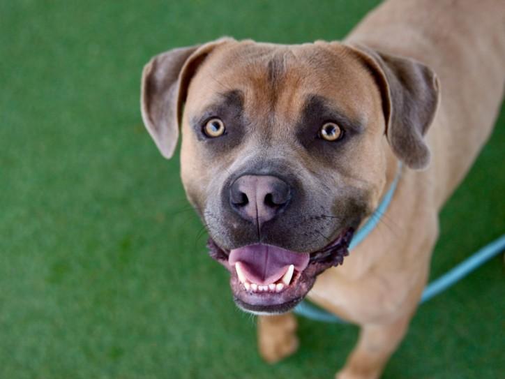 ONYX, Adoptable, Young Male Mastiff.