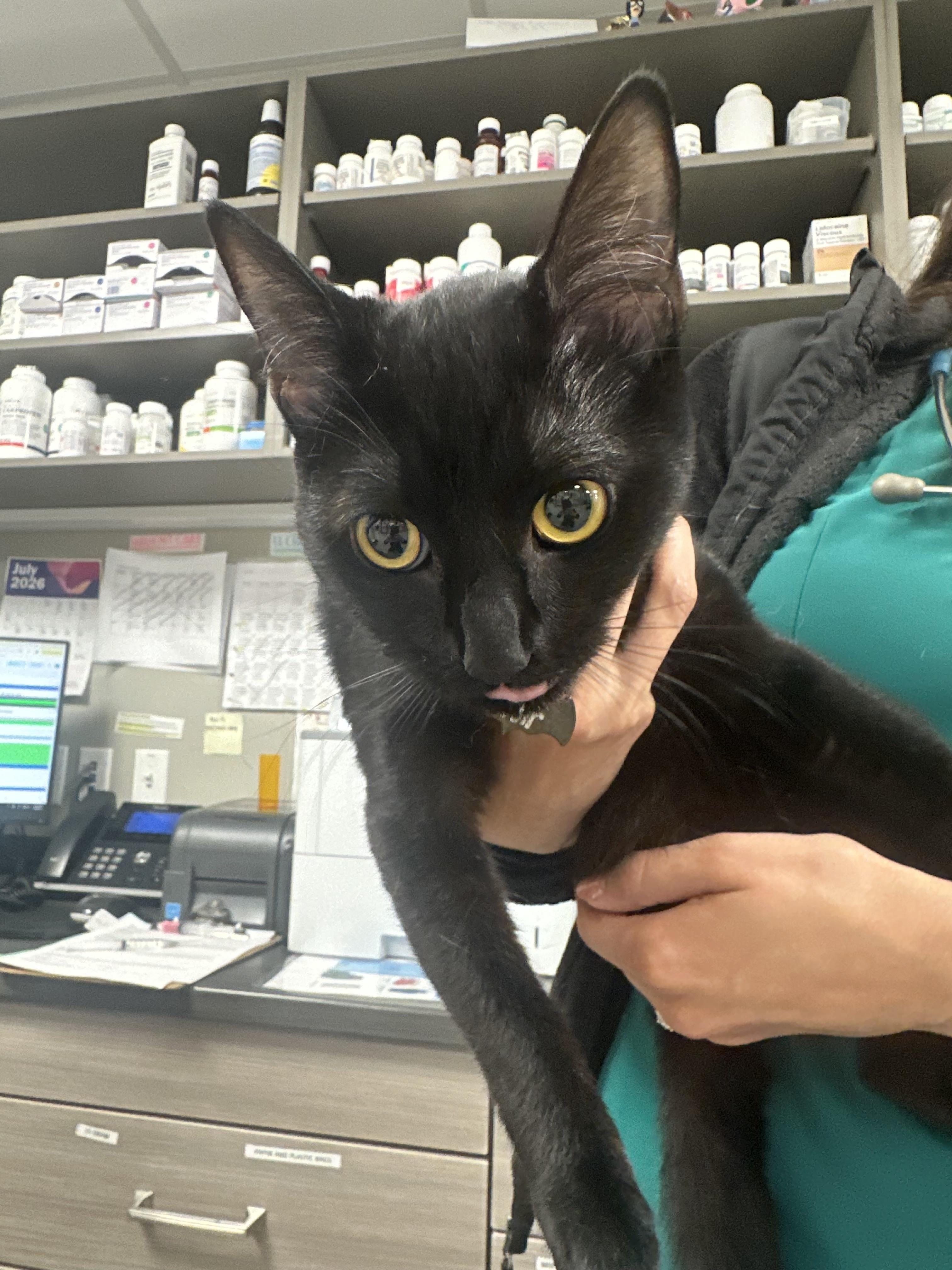 Noir, Adoptable, Young Female Domestic Short Hair.