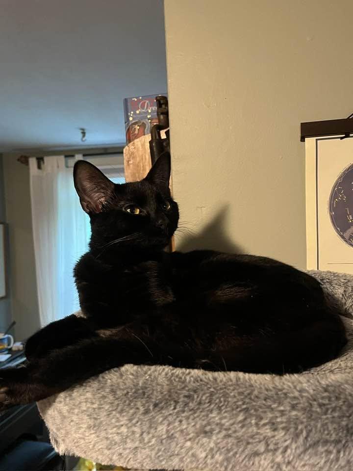 Noir, Adoptable, Young Female Domestic Short Hair.