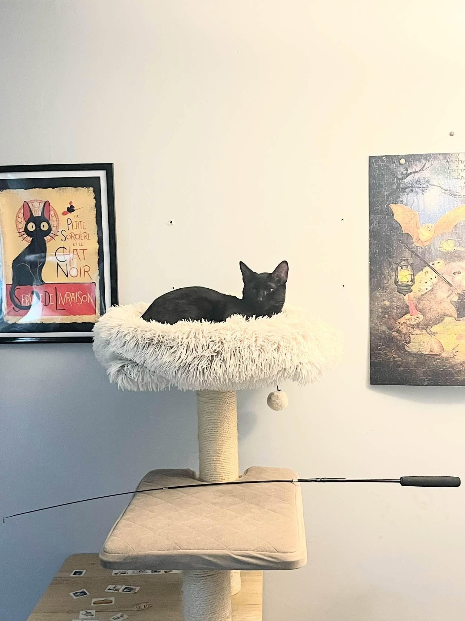 Noir, a Adoptable Domestic Short Hair in Enfield, CT image 2/4