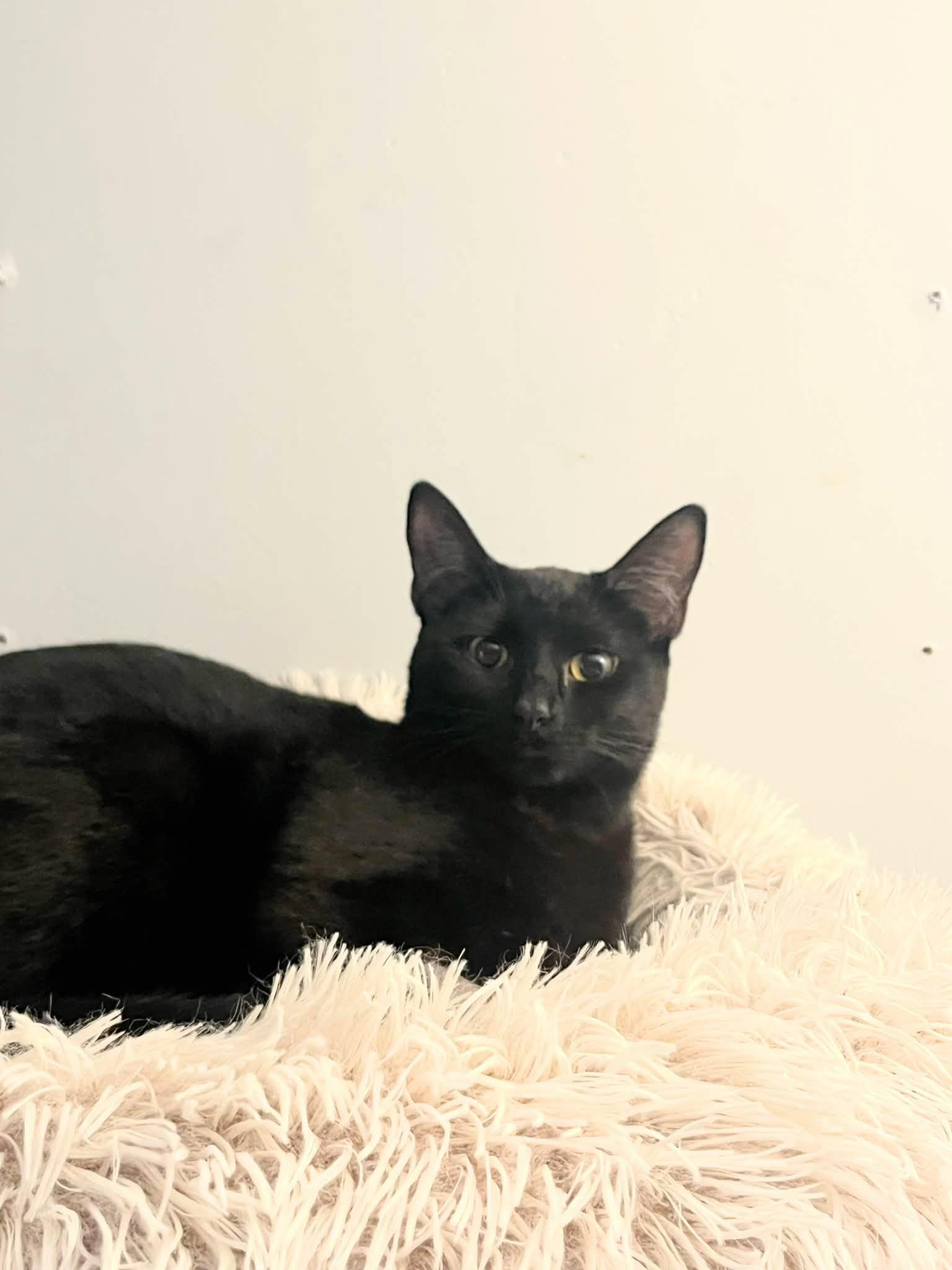 Noir, a Adoptable Domestic Short Hair in Enfield, CT image 3/4