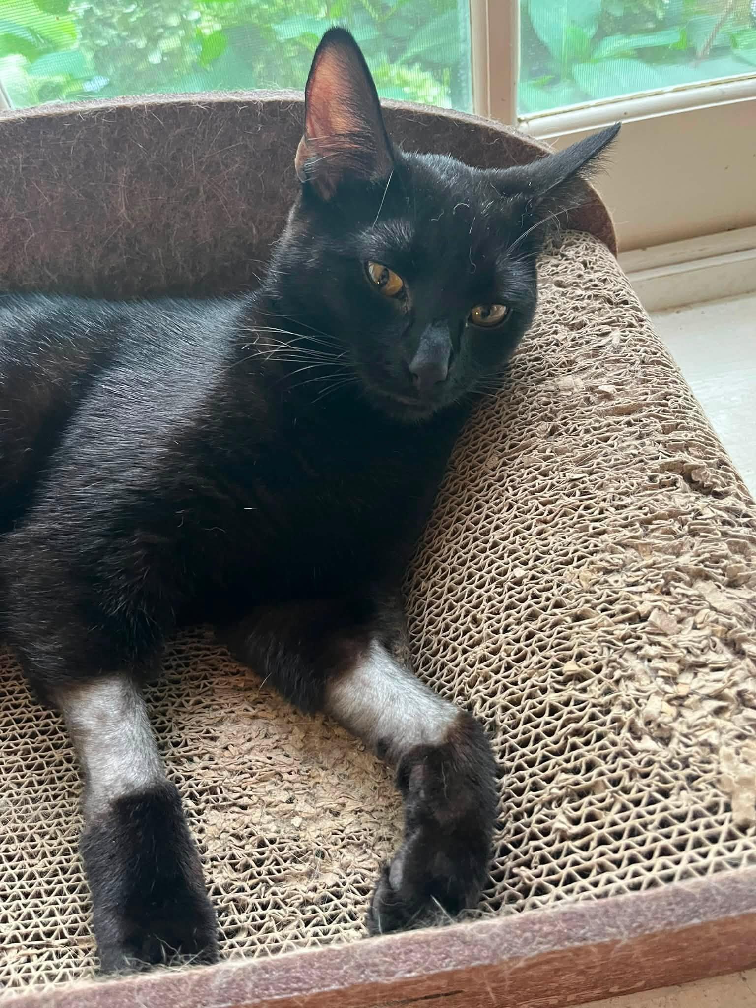 Noir, a Adoptable Domestic Short Hair in Enfield, CT image 3/6