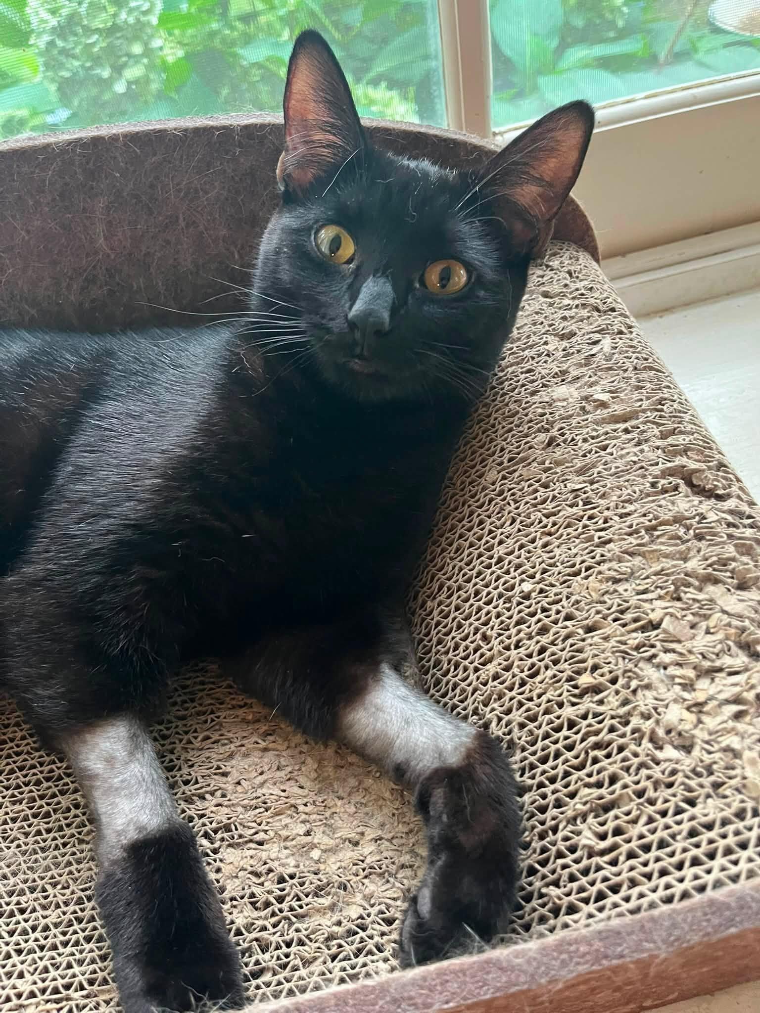 Noir, a Adoptable Domestic Short Hair in Enfield, CT image 4/6