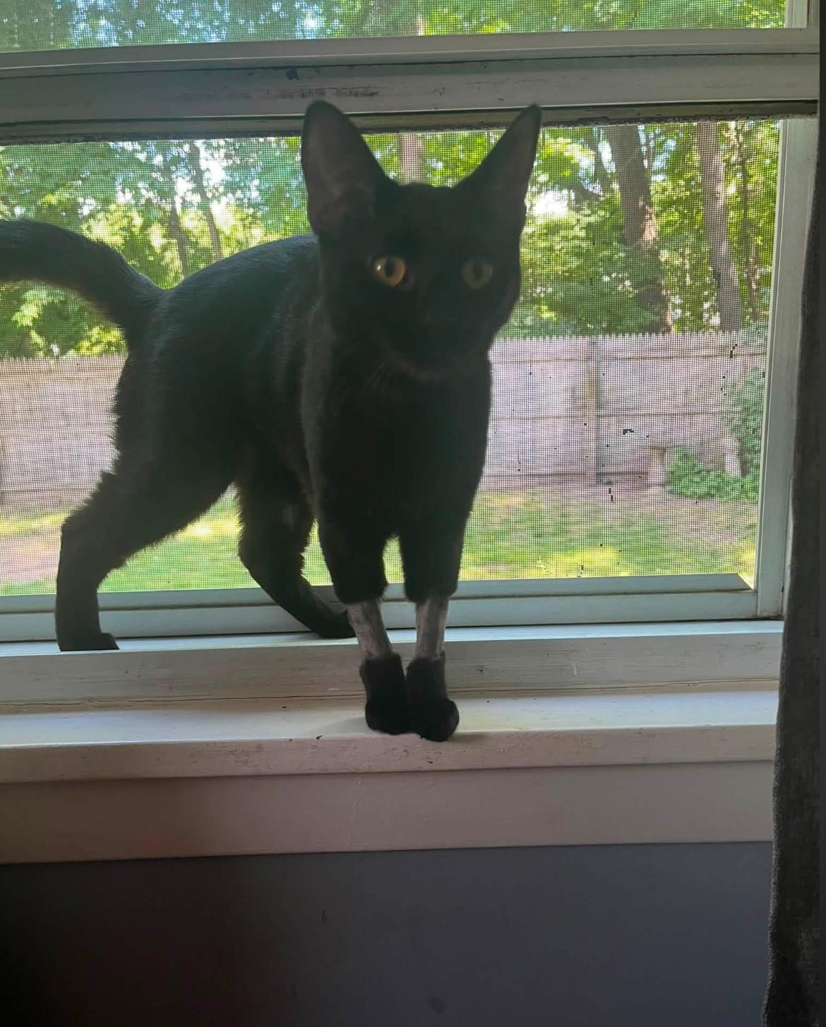 Noir, a Adoptable Domestic Short Hair in Enfield, CT image 5/6