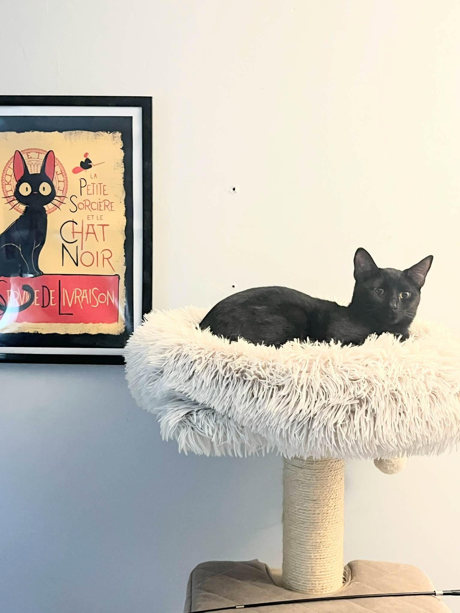 Noir, a Adoptable Domestic Short Hair in Enfield, CT image 4/4