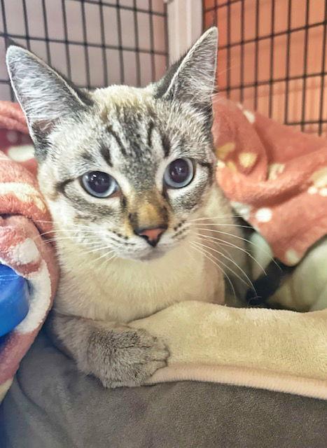 Mary, Adopted, Young Female Domestic Short Hair & Siamese.