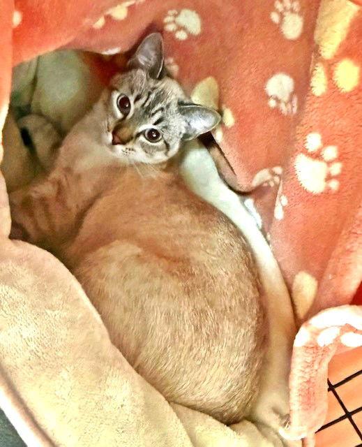 Enlarge Mary, a Adopted mixed breed in Seal Beach, CA image 2/2