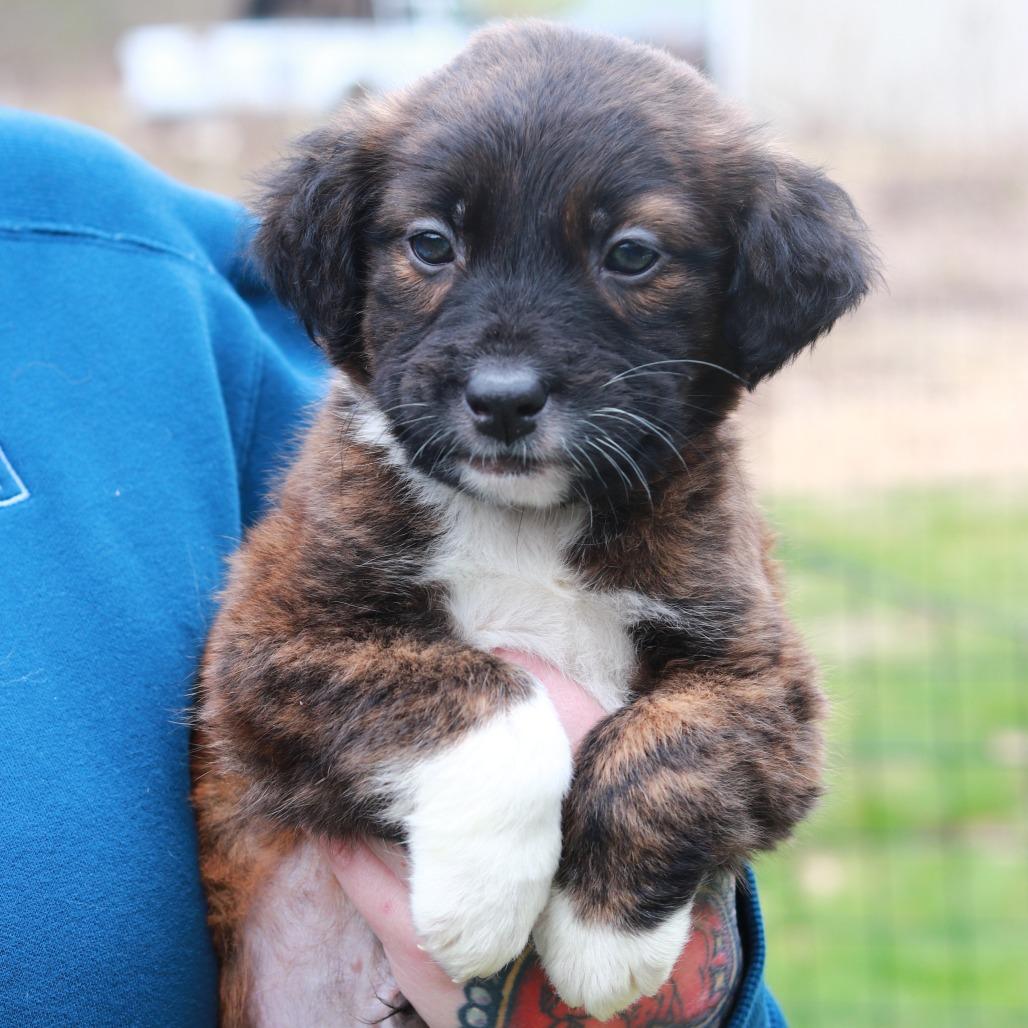 Enlarge CT Hummer avail Apr 25, a Adoptable mixed breed in Stormville, NY image 2/2