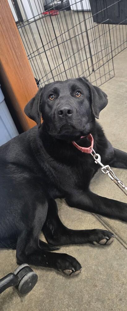 Wednesday, Adoptable, Adult Female Labrador Retriever.
