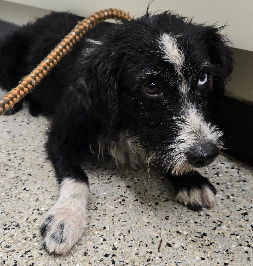 Enlarge Alpha, a Adoptable mixed breed in Saint Clairsville, OH image 1/1