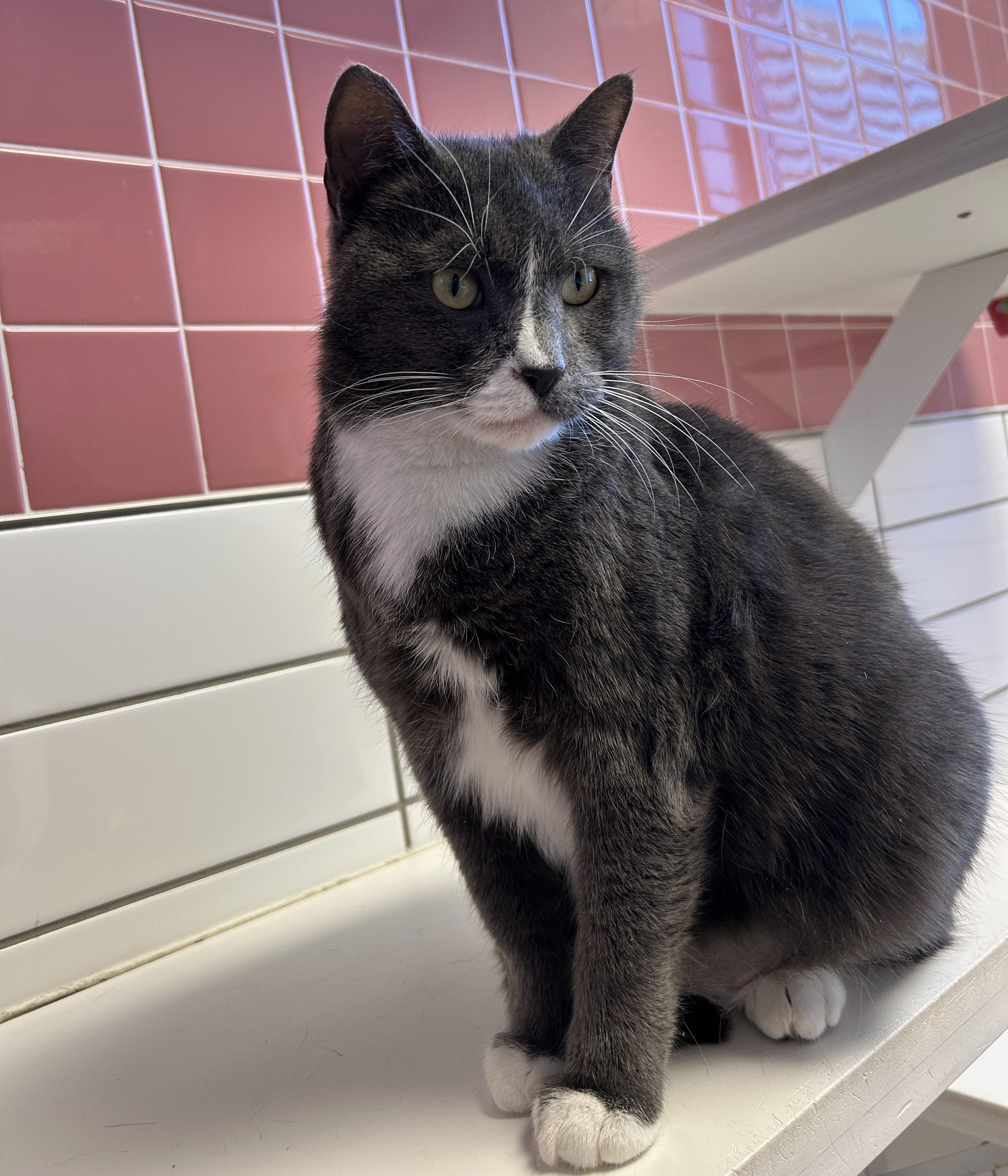 Calvin — thumbnail 3