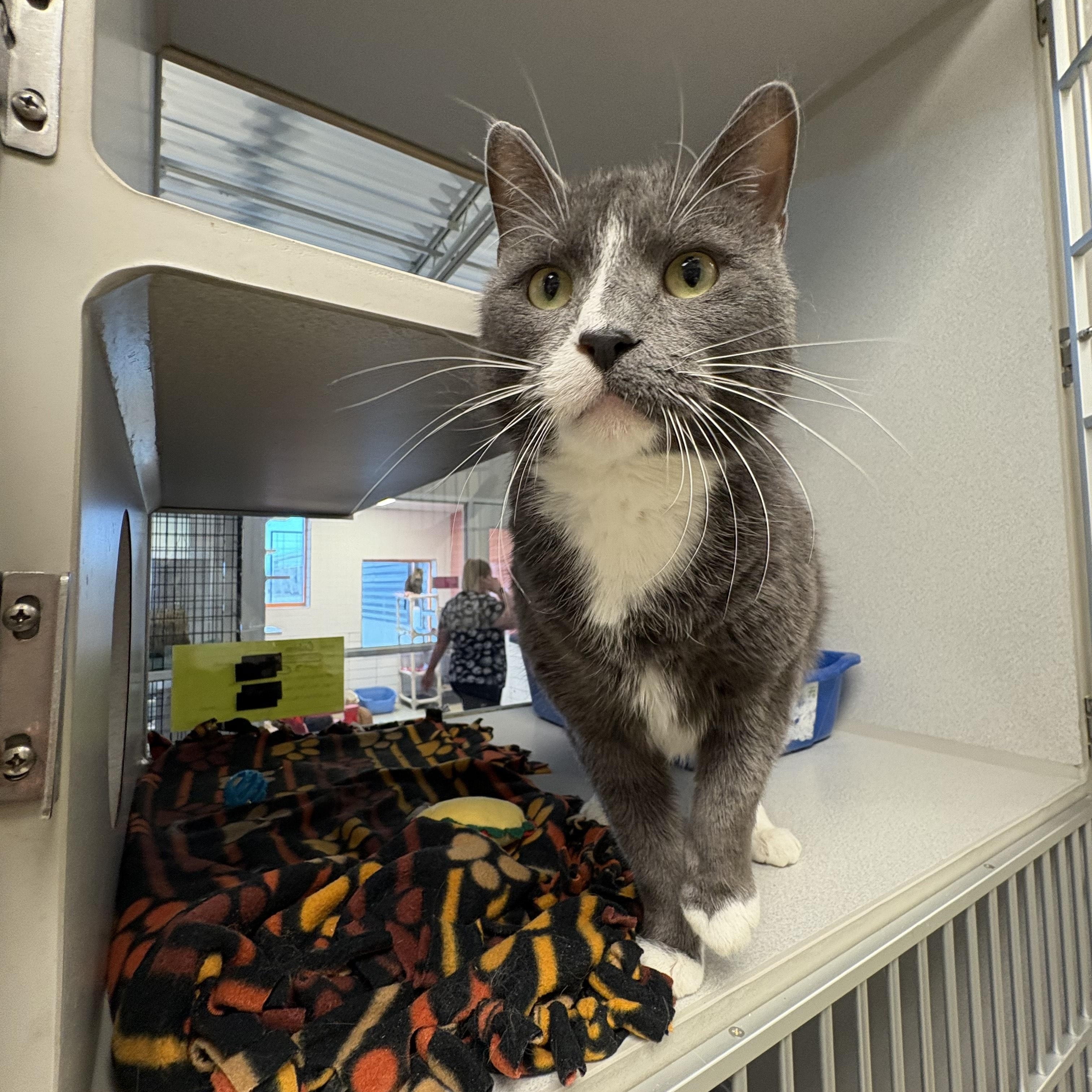 Calvin — thumbnail 4