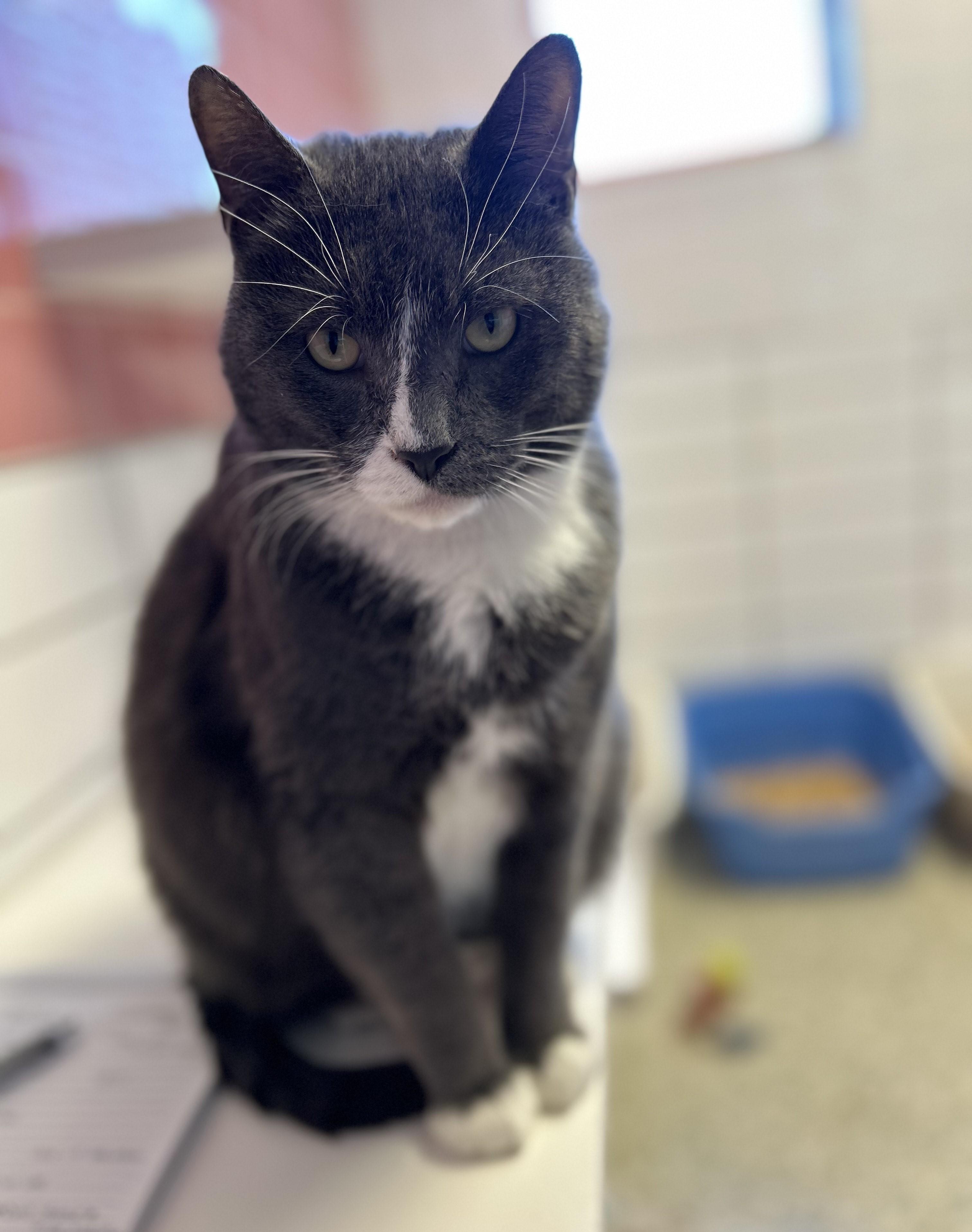 Calvin — thumbnail 5