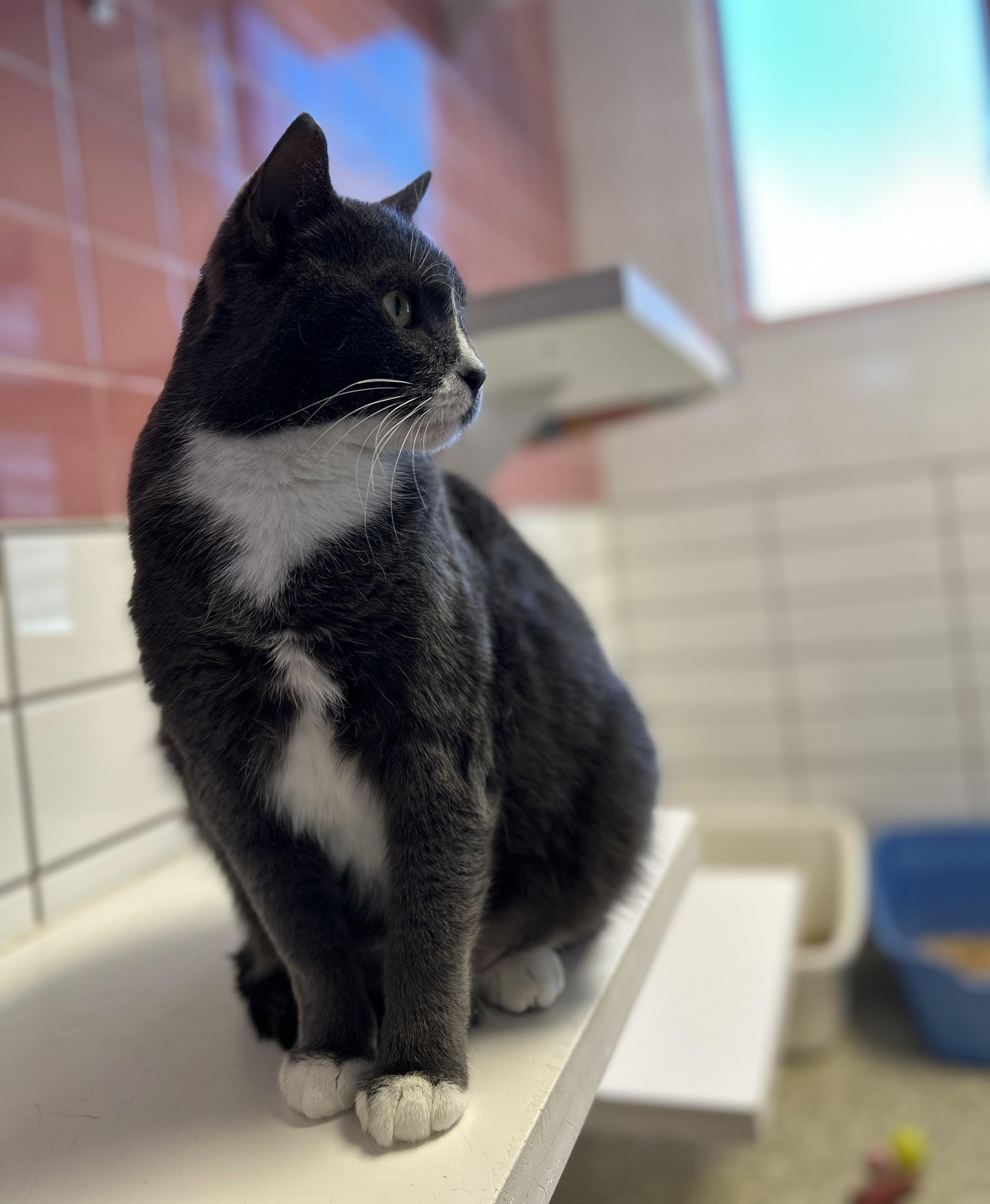 Calvin — thumbnail 6