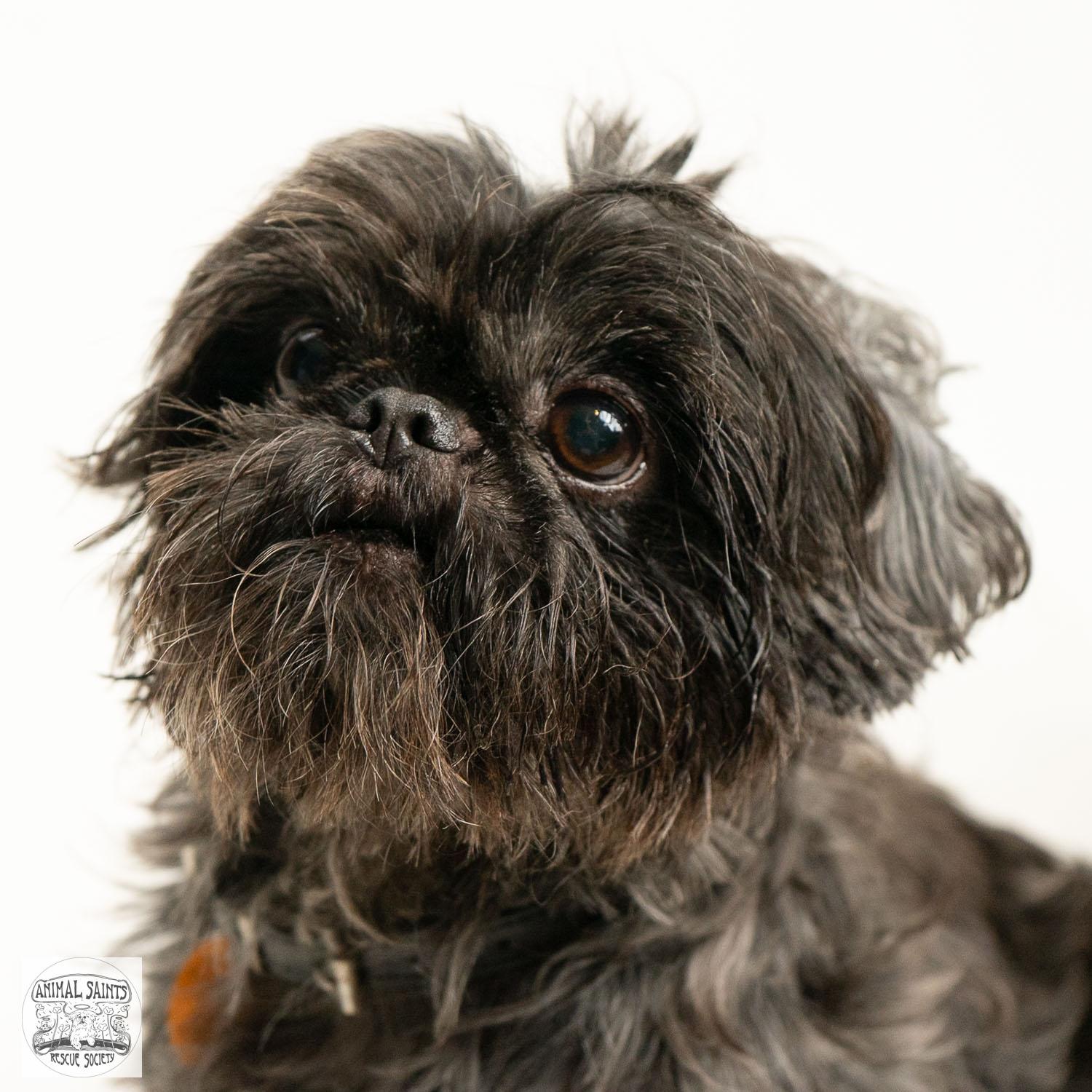 Enlarge Tollie, a Adoptable Shih Tzu in Fort Montgomery, NY image 4/6