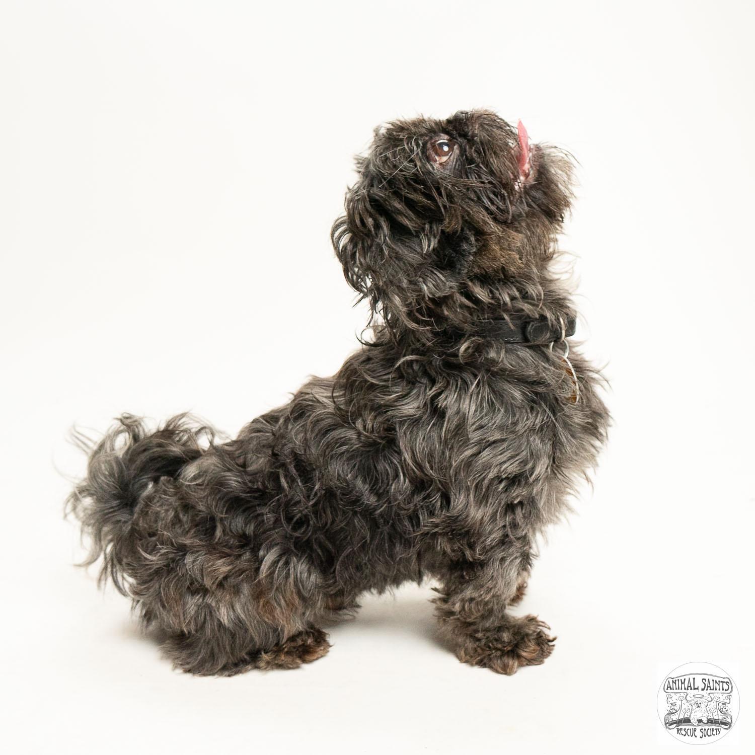 Enlarge Tollie, a Adoptable Shih Tzu in Fort Montgomery, NY image 3/6