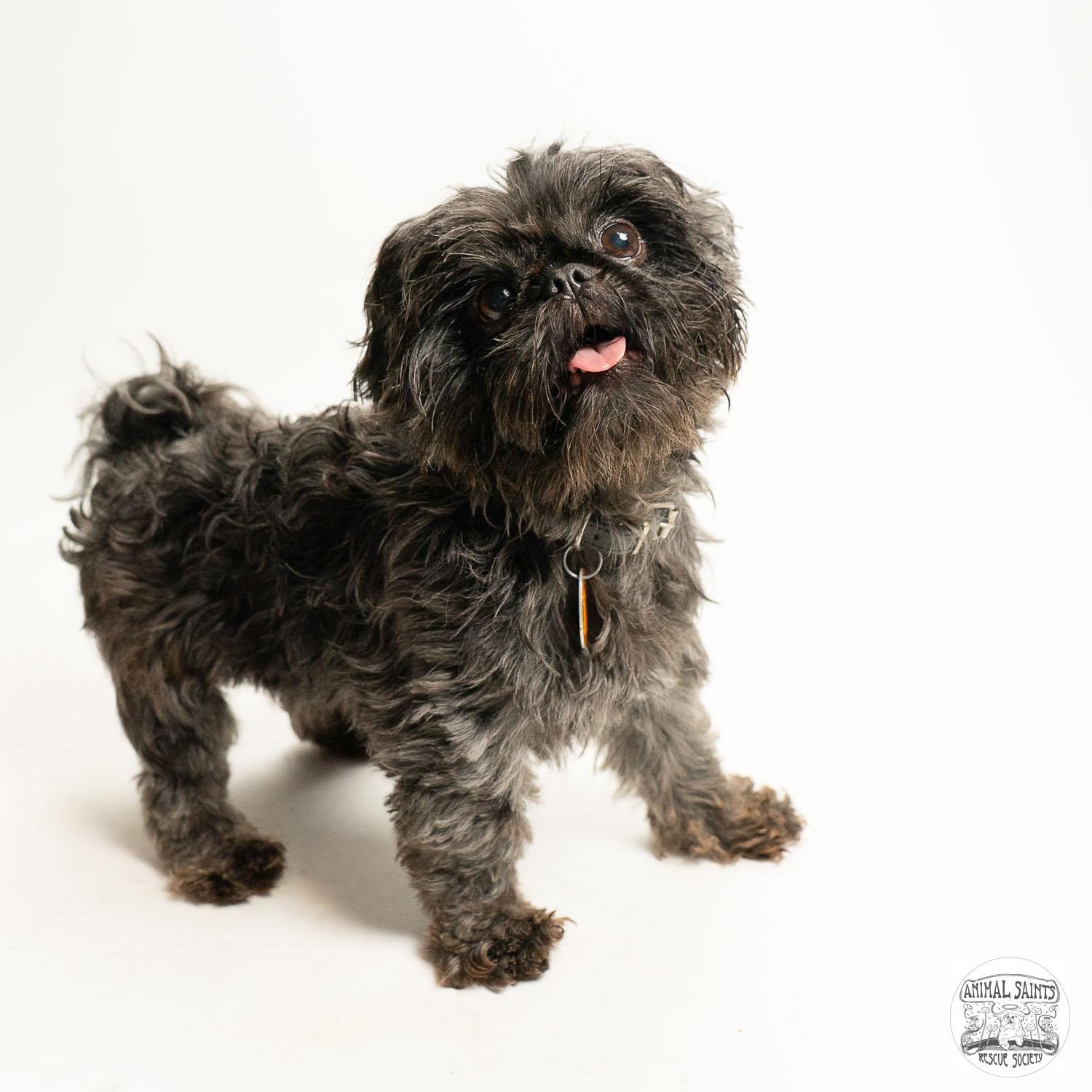 Enlarge Tollie, a Adoptable Shih Tzu in Fort Montgomery, NY image 2/6