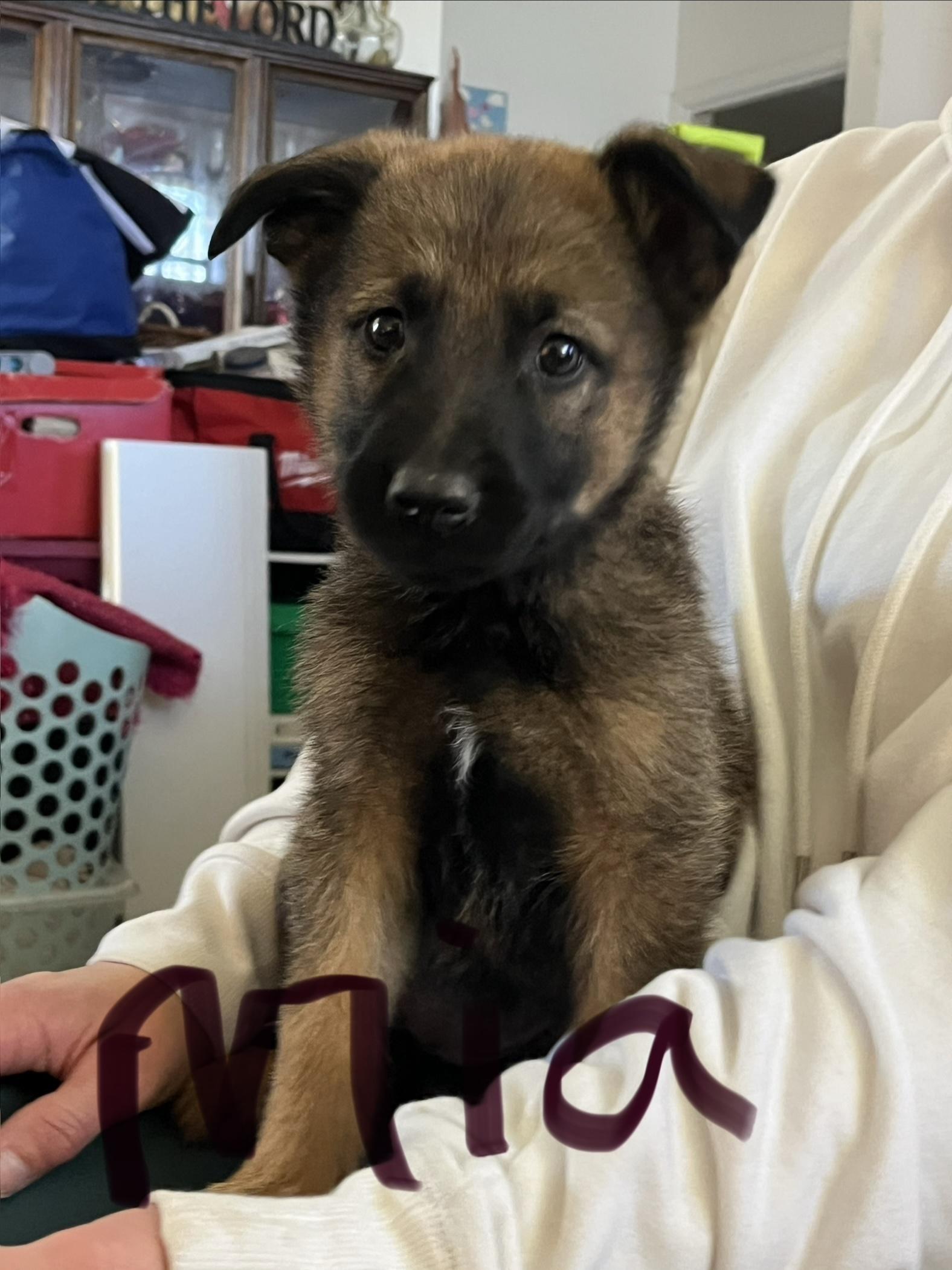 Enlarge Windy, a Adoptable mixed breed in Discovery Bay, CA image 1/1