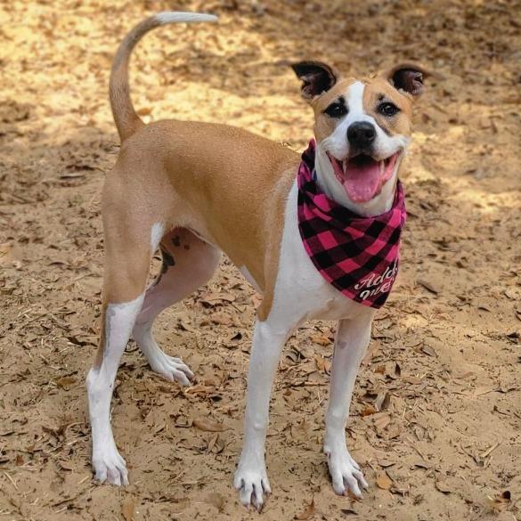 Fiona, a Adoptable Mixed Breed in Port Charlotte, FL image 1/6