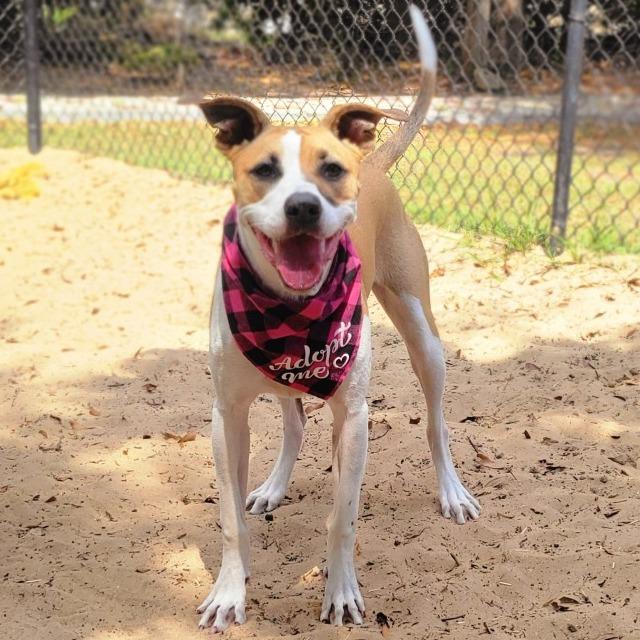 Enlarge Fiona, a Adoptable Mixed Breed in Port Charlotte, FL image 2/6