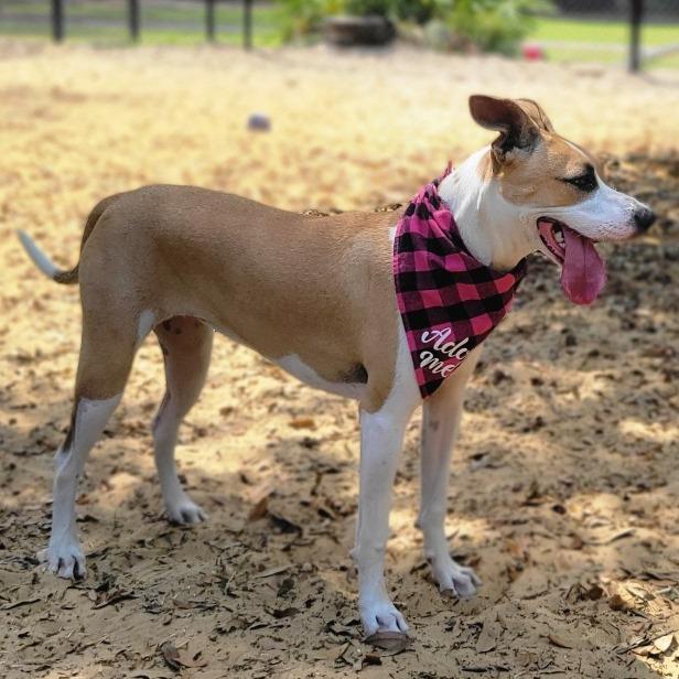 Fiona, a Adoptable Mixed Breed in Port Charlotte, FL image 4/6