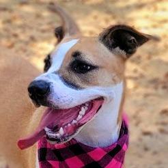 Enlarge Fiona, a Adoptable Mixed Breed in Port Charlotte, FL image 4/6