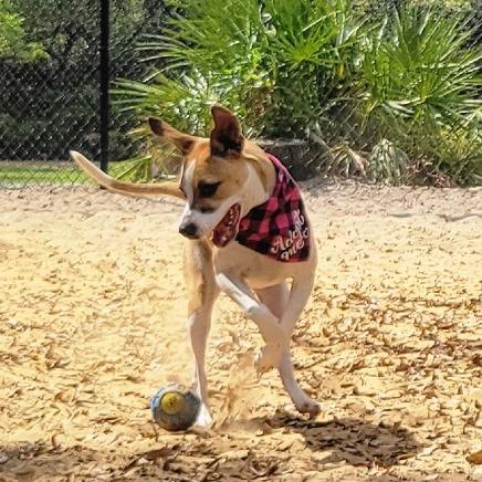 Fiona, a Adoptable Mixed Breed in Port Charlotte, FL image 5/6