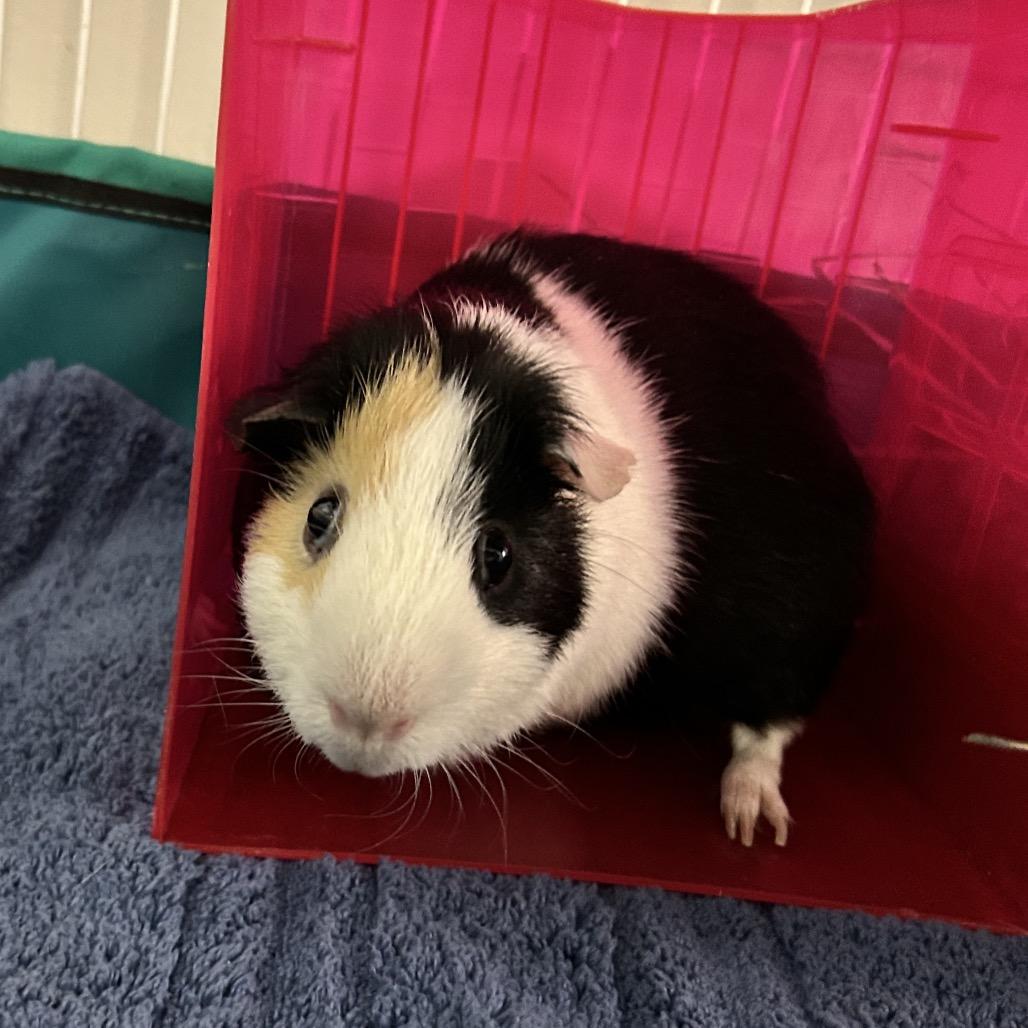 Pumpkin, Adoptable, Young Male Guinea Pig.