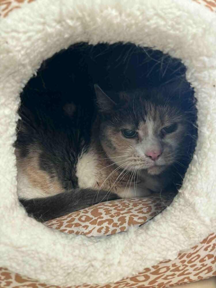 Dora, Adoptable, Senior Female Calico.