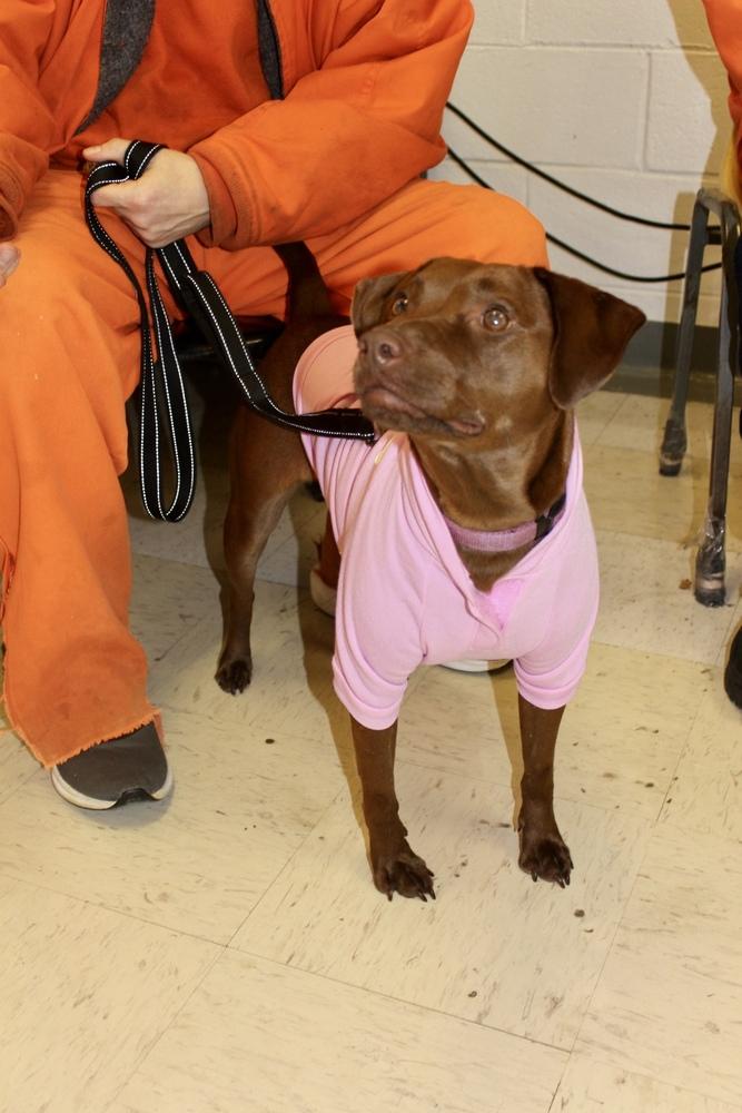Enlarge Ginger, a Adoptable mixed breed in Tulsa, OK image 3/4
