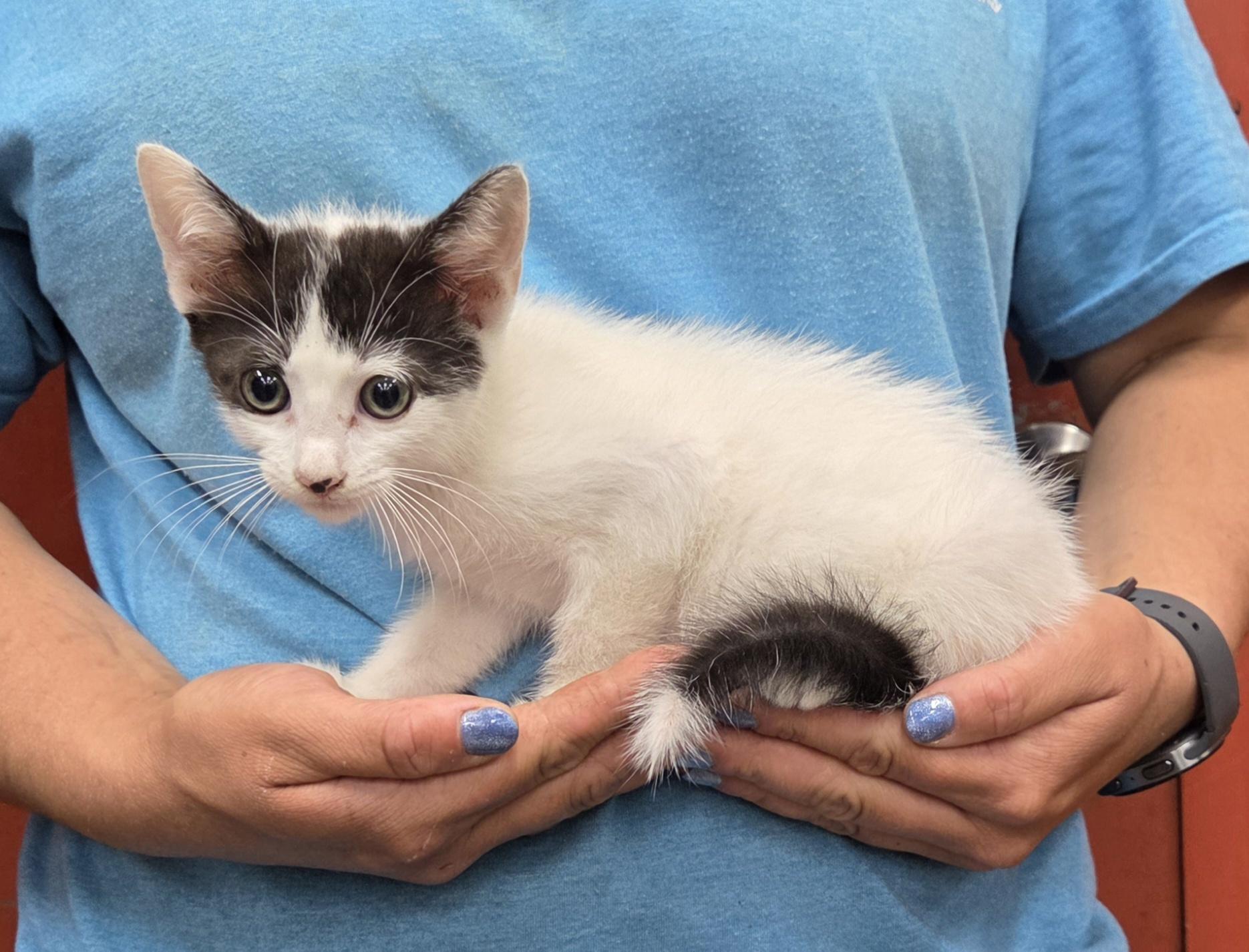 Enlarge Dot, a Adopted Domestic Short Hair in Parsons, KS image 1/1