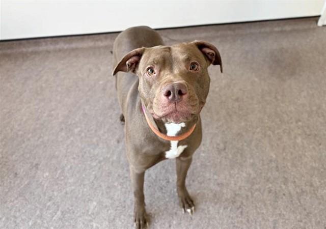 YARI, Adoptable, Young Female Pit Bull Terrier.